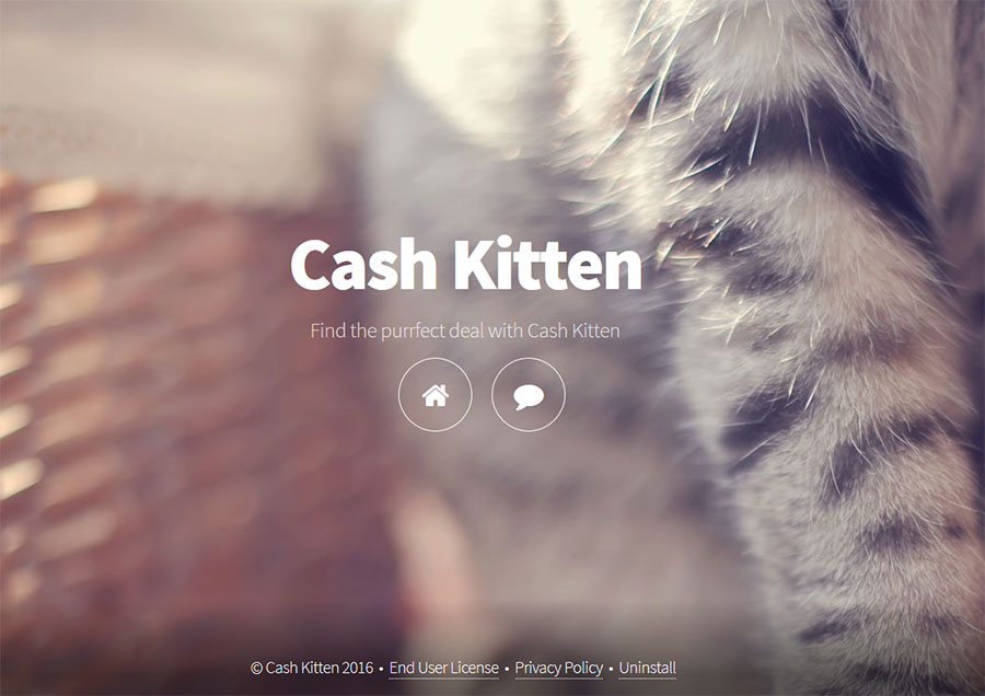 Cash-Kitten